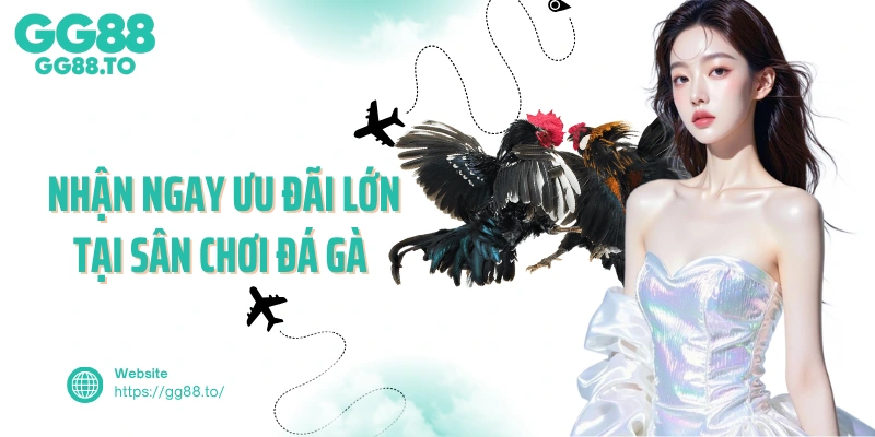  Nhận ngay ưu đãi lớn tại sân chơi đá gà của GG88 